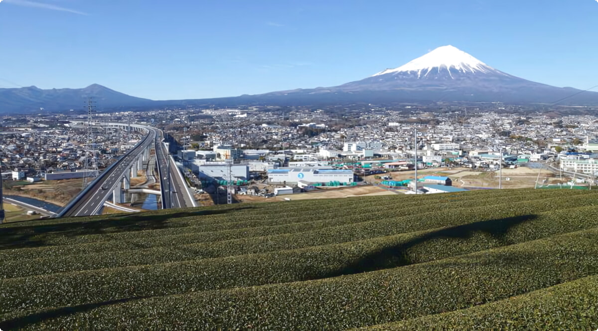 ¿Cuáles son las opciones de vehículos más populares en Fuji?